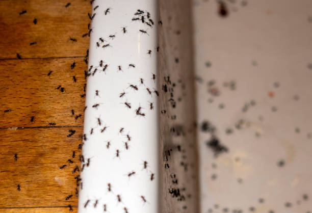 Pest Prevention Services in Utica, NE